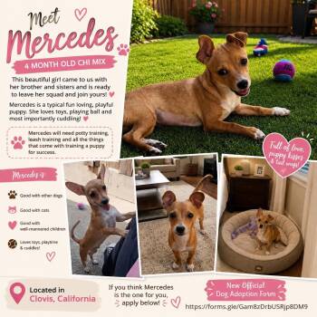 Mercedes -  Chihuahua Dog Available for Adoption in Clovis, California - Mercedes | PetCurious