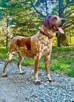 Coonhound Dogs Available for Adoption in Waverly, Tennessee - COPPER | PetCurious