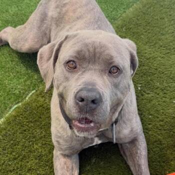 Rae -  Cane Corso Dog for Adoption in Warren, Ohio - Rae | PetCurious