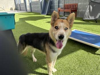 SCARR -  Siberian Husky and German Shepherd Dog Dog for Adoption in Santa Monica, California - SCARR | PetCurious