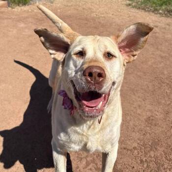 Yellow Labrador Retriever Dogs Available for Adoption in Nampa, Idaho - Mady | PetCurious