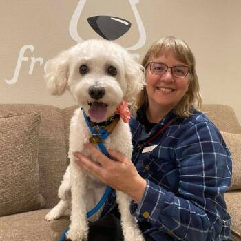 Maltese and Poodle Dogs Available for Adoption - Chiquita | PetCurious