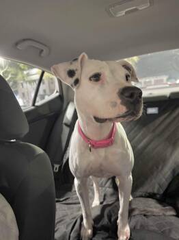 Labrador Retriever and Pointer Dogs Available for Adoption - Lulu | PetCurious