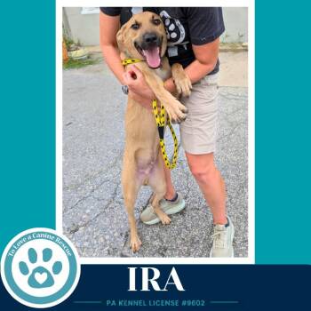 Ira (I-Team) 071826 -  Shepherd Dog for Adoption in Kimberton, Pennsylvania - Ira (I-Team) 071826 | PetCurious