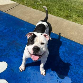 Pete -  Pit Bull Terrier Dog for Adoption in Branford, Connecticut - Pete | PetCurious