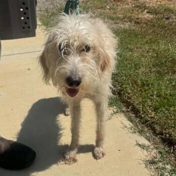 SuzyQ 22886 -  Poodle Dog for Adoption in Minneapolis, Minnesota - SuzyQ 22886 | PetCurious