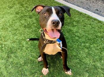 Pit Bull Terrier Dogs Available for Adoption in San Marcos, California - URGENT SAVE ME PLEASE Hash Brown A550711 | PetCurious