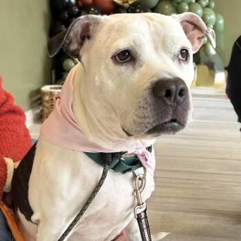 Lilly Claire -  Pit Bull Terrier and Mixed Breed Dog for Adoption in New York, New York - Lilly Claire | PetCurious