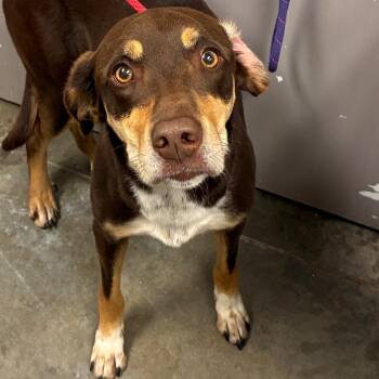 Aurora -  Catahoula Leopard Dog Dog for Adoption in Manhattan, Kansas - Aurora | PetCurious