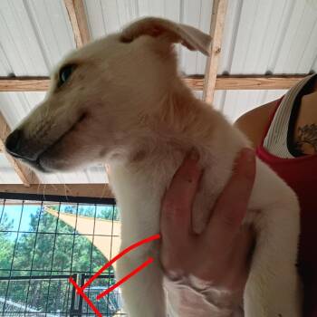 Hobby Lobby -  German Shepherd Dog Dog for Adoption in Pekin, Illinois - Hobby Lobby | PetCurious