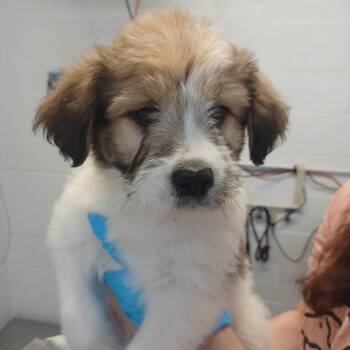 Great Pyrenees and Retriever Dogs Available for Adoption in Hattiesburg, Mississippi - Gabriela | PetCurious