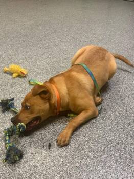 Russell -  Mixed Breed Dog for Adoption in Cincinnati, Ohio - Russell | PetCurious