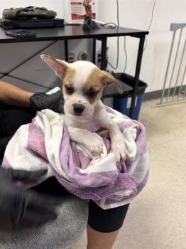 JOEY -  Staffordshire Bull Terrier and Labrador Retriever Dog for Adoption in Sugar Land, Texas - JOEY | PetCurious