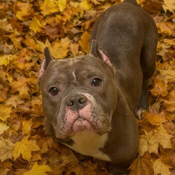 American Bulldog Dogs Available for Adoption in Newark, New Jersey - Bryce | PetCurious