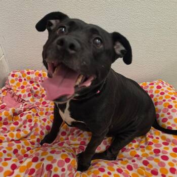 Pit Bull Terrier Dogs Available for Adoption in Stafford Township, New Jersey - Sunshine  | PetCurious