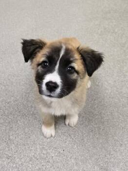Great Pyrenees and Mixed Breed Dogs Available for Adoption in Albertville, Alabama - Paizley | PetCurious