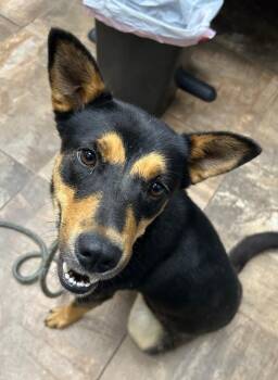 Vinnie -  Cattle Dog Dog for Adoption in Cottonwood, Arizona - Vinnie | PetCurious