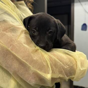 Skye -  Mixed Breed Dog for Adoption in Columbia, Missouri - Skye | PetCurious