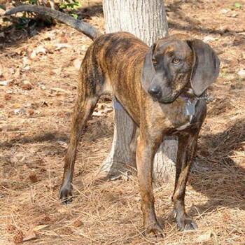 Plott Hound Dogs Available for Adoption in Lake Wylie, South Carolina - Sally | PetCurious