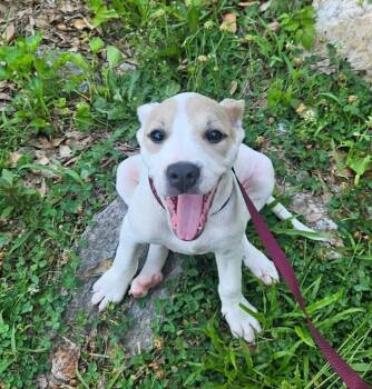 Rescue Terrier Dogs for Adoption in Shelby, North Carolina - Lana | PetCurious