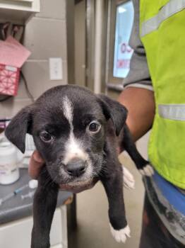 Blake/Sylis -  Labrador Retriever Dog for Adoption in Hopkinsville, Kentucky - Blake/Sylis | PetCurious