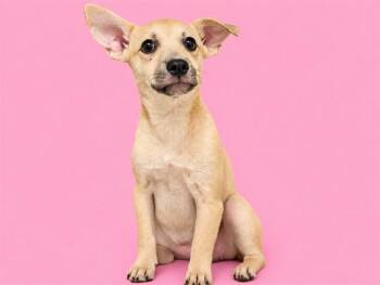 ELLA -  Terrier and Mixed Breed Dog for Adoption in Doral, Florida - ELLA | PetCurious