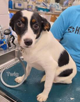 TWIG -  Bernese Mountain Dog Dog for Adoption in Ashland, Ohio - TWIG | PetCurious