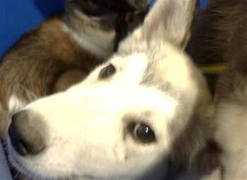 Mixed Breed Dogs Available for Adoption - RAN | PetCurious