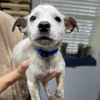 Mick -  Australian Cattle Dog Blue Heeler Dog for Adoption in Mount Pleasant, Texas - Mick | PetCurious