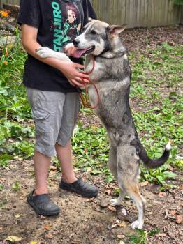 Husky and German Shepherd Dog Dogs Available for Adoption in Bauxite, Arkansas - Sissy | PetCurious