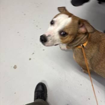 Pit Bull Terrier and Jack Russell Terrier Dogs Available for Adoption in Elberon, Virginia - Pippin | PetCurious