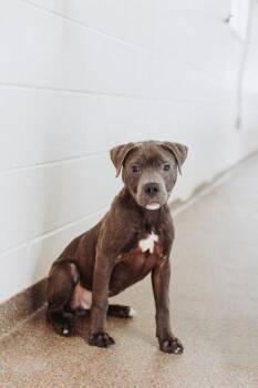 American Staffordshire Terrier and Mixed Breed Dogs Available for Adoption in North Charleston, South Carolina - 91291a Boss Dog | PetCurious