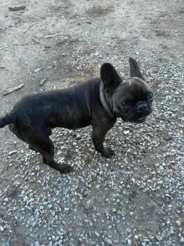 Bodie -  French Bulldog Dog for Adoption in Linton, Indiana - Bodie | PetCurious