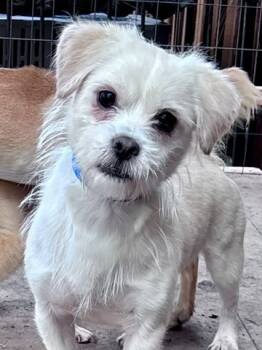 Rescue Wirehaired Terrier and Papillon Dogs for Adoption in Thompson Falls, Montana - Flurry | PetCurious