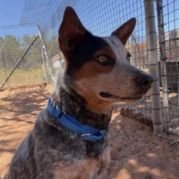 Favor -  Australian Cattle Dog Blue Heeler and Cattle Dog Dog for Adoption in Kanab, Utah - Favor | PetCurious