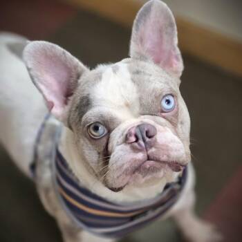 French Bulldog Dogs Available for Adoption - Merle Earl | PetCurious