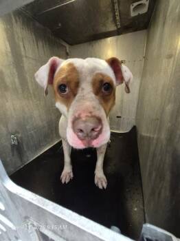 American Staffordshire Terrier Dogs Available for Adoption in San Antonio, Texas - HUNTER | PetCurious
