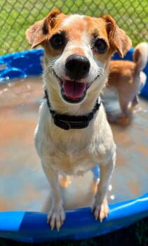 Mama -  Jack Russell Terrier Dog for Adoption in Wappingers Falls, New York - Mama | PetCurious