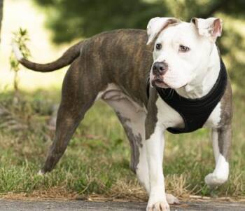 Mixed Breed Dogs Available for Adoption in Cincinnati, Ohio - Reina | PetCurious