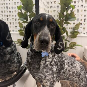 Jessie Sue -  Bluetick Coonhound Dog for Adoption in Chesapeake, Virginia - Jessie Sue | PetCurious