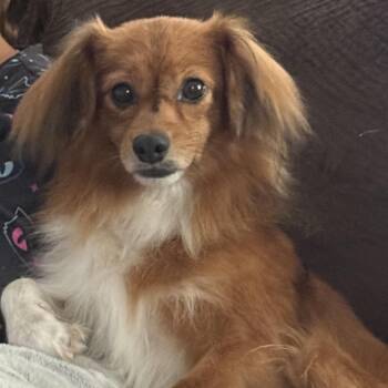 Hot Dog -  Papillon and Mixed Breed Dog for Adoption in Rockville, Maryland - Hot Dog | PetCurious