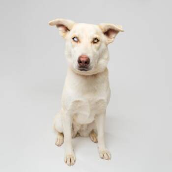 Husky and Mixed Breed Dogs Available for Adoption in Palm Springs, California - Diamond | PetCurious