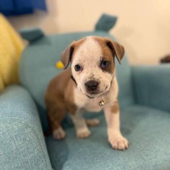 Pit Bull Terrier and Labrador Retriever Dogs Available for Adoption - Guy Prince Perla | PetCurious