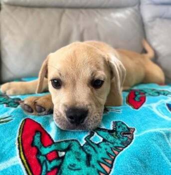 Linus -  French Bulldog Dog for Adoption in Denver, Colorado - Linus | PetCurious
