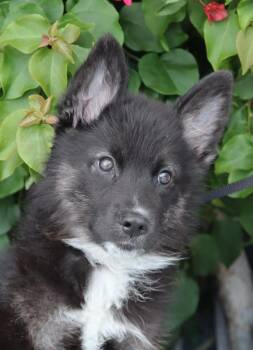 German Shepherd Dog Dogs Available for Adoption in Los Angeles, California - *Marty Von Mainz | PetCurious