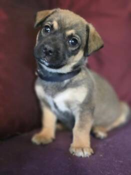 Shepherd Dogs Available for Adoption in Rio Rancho, New Mexico - Phoebe  | PetCurious