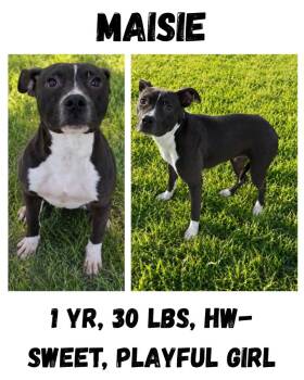 Maisie -  American Bulldog and Staffordshire Bull Terrier Dog for Adoption in Albany, Georgia - Maisie | PetCurious