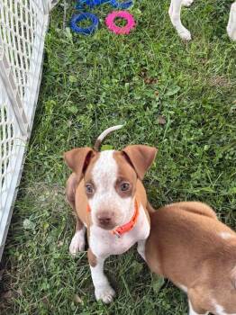 Hercules -  Pit Bull Terrier and Beagle Dog for Adoption in Indianapolis, Indiana - Hercules | PetCurious
