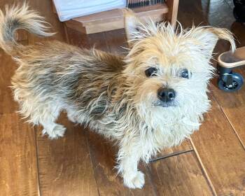 Terrier Dogs Available for Adoption in Corona, California - Tootsie | PetCurious