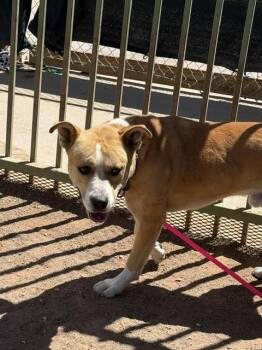 Moses -  Mixed Breed Dog Available for Adoption in Hobbs, New Mexico - Moses | PetCurious